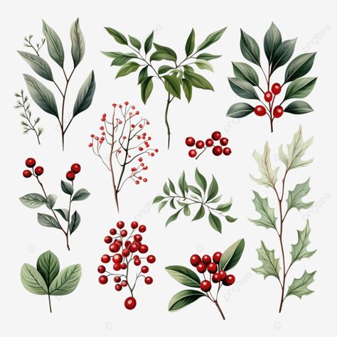 Holly Illustration Christmas, Winter Floral Tattoo, Christmas Botanical Illustration, Christmas Flower Drawing, Winter Watercolors, Winter Botanicals, Watercolor Templates, Celestial Christmas, Holly Flower