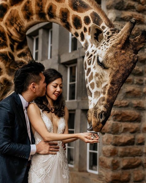 Nothingsqueen94 Safari Wedding, Zoo Wedding, Cute Engagement Photos, Anniversary Photoshoot, Africa Safari, June Wedding, Couple Photoshoot, Wedding Mood Board, Wedding Photo Inspiration