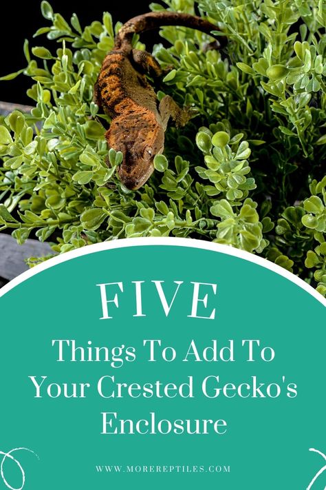 Crested Gecko Enclosure: Tips and tricks for creating a safe and comfortable enclosure for your crested gecko. Reptile Terrarium Ideas Diy, Plants For Crested Geckos, Crested Geckos Habitat, Pet Crested Gecko, Eyelash Crested Gecko Habitat, Crested Gecko Safe Plants, Crested Gecko Plants, Crested Gecko Tank Setup, Diy Crested Gecko Decor