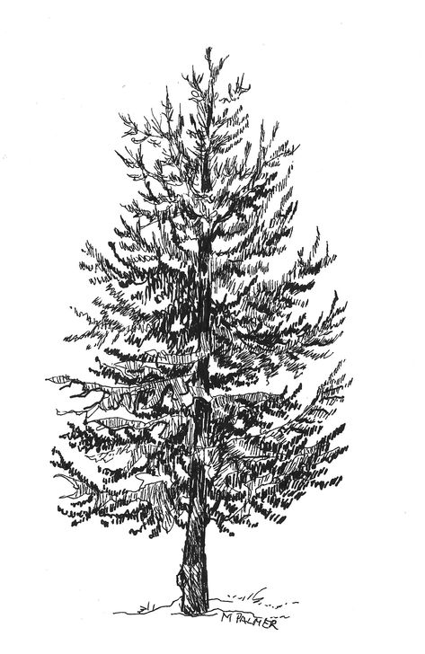 Black Pen Tree Drawing, Pine Tree Pen Drawing, Pine Tree Ink Drawing, Tree Drawing Pen, Tree Pen Drawing, Pine Drawing, Trees Drawing Tutorial, Pine Tree Drawing, 숲 사진