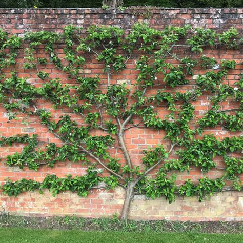 Espalier Fruit Trees | Frank P Matthews | Trained Trees Fan Trained Fruit Trees, Espalier Wall, Heat Loving Plants, Espalier Fruit Trees, Versailles Garden, Apple Trees, Walled Garden, Tree Shop, Woodland Garden