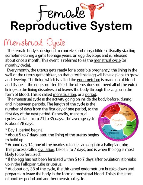 Reproductive Cycle, Female Reproductive Cycle, Human Reproductive System Notes, Female Organisms, Female Reproductive System Anatomy Notes, Reproductive System Anatomy, Menstrual Cycle Notes, Female Reproductive System Notes, Reproductive System Notes