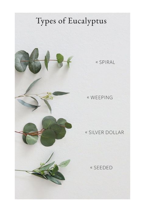 Different Types Of Eucalyptus, Types Of Eucalyptus Leaves, Faux Eucalyptus Decor, Eucalyptus Types, Types Of Greenery, Types Of Eucalyptus, Fake Vines, Eucalyptus Stems, Plants For Home