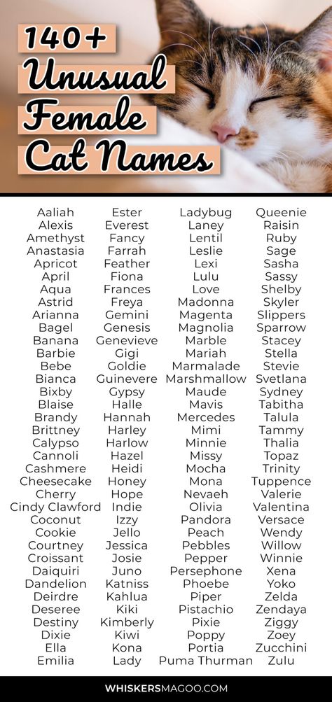 140+ Unusual Female Cat Names for Unique Kitties - Whiskers Magoo Good Cat Names, Cat Names Girl, Cute Kitten Names, Kitten Names Unique, Names For Cats, Girl Cat Names, Unique Cat Names, Warrior Cat Names, Cute Pet Names