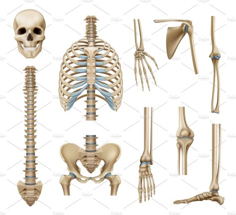 Realistic human skeleton parts set by Macrovector on @creativemarket Human Skeleton Parts, Scapula Bone, Realistic Skeleton, Skeleton Parts, Human Skeleton, Anatomy Poses, Best Icons, Vector Illustration Design, Interior Design Tips