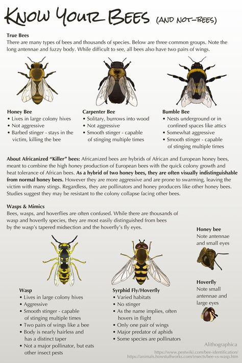 I thought carpenter bees don't sting?! Animal Management, Types Of Bees, Backyard Bee, Bee Friendly Garden, Deserve Love, Science Fact, Backyard Beekeeping, Carpenter Bee, Bees And Wasps