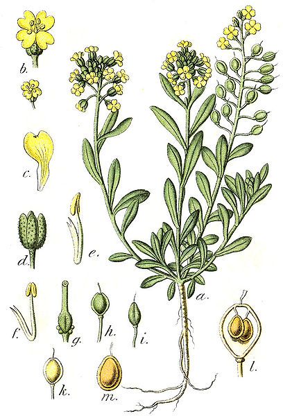 Botantical drawing of an alyssum plant Drawings Of Plants, Historical Drawings, Sweet Alyssum, Alpine Garden, Plant Images, Plant List, Fragrant Flowers, Perennials, Planting Flowers