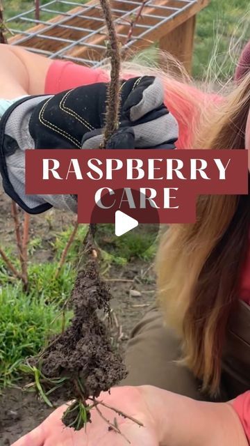 Anja 🌱 Gardening, Meals, Homestead on Instagram: "Raspberries at the store are expensive, amiriiiight?? Ask your friendly neighborhood farmer for some canes, and they’ll gladly share! #gardentips #gardening #gardenhack #raspberry #pruning" Raspberry Fence Ideas, Raspberry Support Ideas, Raspberry Garden Ideas, Raspberry Pruning, Pruning Raspberries, Raspberry Patch, Vegetable Supports, Raspberry Canes, Gardening Beds