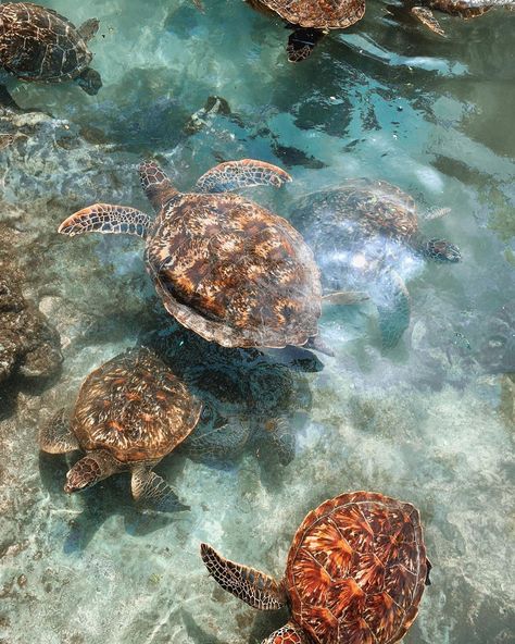 TASH TUTTON on Instagram: “There is nothing like swimming with this many turtles✨”