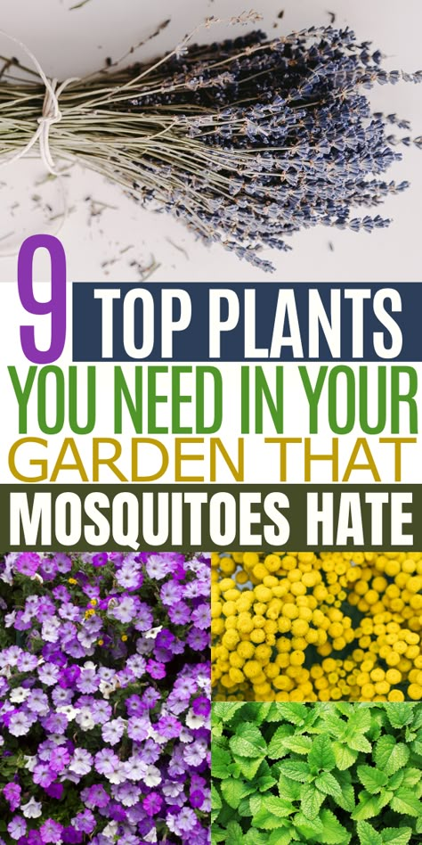 Mosquito Repelling Planters Patio, Plants That Repel Mosquitos, Insect Repellent Plants, Gorgeous Plants, Plants That Repel Bugs, Mosquito Plants, Mosquito Repelling, Repellent Plants, Mosquito Repelling Plants