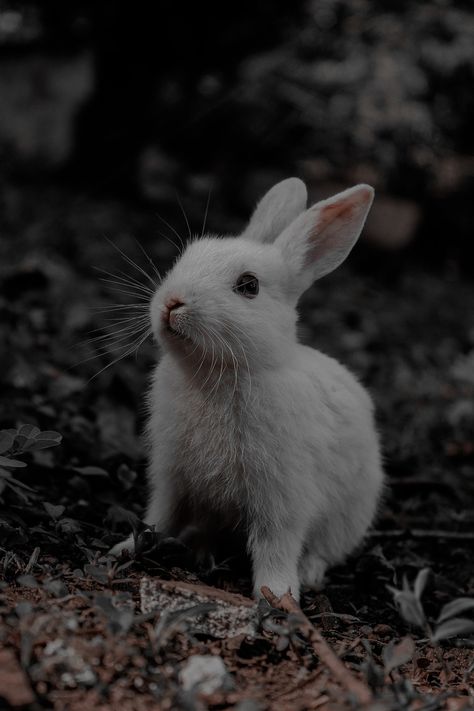 Easter Dark Aesthetic, Creepy Bunny Aesthetic, The White Rabbit Aesthetic, White Rabbit Aesthetic Dark, Dark Rabbit Aesthetic, Dark Bunny Aesthetic, Deer Aesthetic Dark, Rabbit Aesthetic Dark, White Bunny Aesthetic