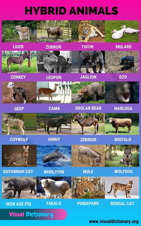 Hybrid Animals Animals Classification, Classification Of Animals, Mammals Animals, Names Of Birds, Animals Name In English, Animal Infographic, Hybrid Animals, Animal Classification, Animal Names