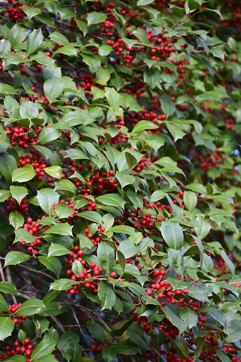 American Holly Tree, American Holly, Hedge Of Protection, Cottage Landscape, Holly Plant, Hedge Plants, Holly Bush, Fruits Photos, Holly Tree