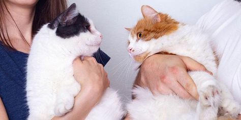 How to Introduce Cats to Each Other - https://www.worldsbestcatlitter.com/2019/04/how-to-introduce-cats-to-each-other/ How To Introduce Cats To Each Other, How To Introduce Cats, Cat Info, Older Cats, New Sibling, Cat Friendly Home, Cat Friendly, Cat Behavior, Litter Box