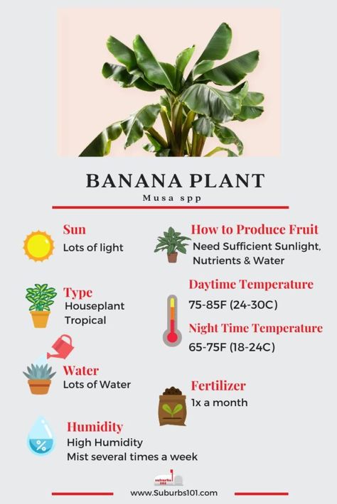 8 Tips on How to Care for Your Banana Plant Indoors How To Care For A Banana Plant, Banana Plant Indoor, Red Banana Plant, Red Banana Tree, Banana Plant Care, Dog Safe Plants, How To Grow Bananas, Banana Plant, Lucky Plant