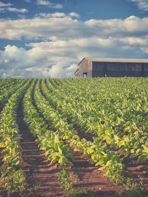 Vegetable Farm Aesthetic, Crops Aesthetic Farm, Farming Aesthetic, Crop Farming, Collecting Eggs, Crop Field, Porch Life, Big Farm, Farm Business