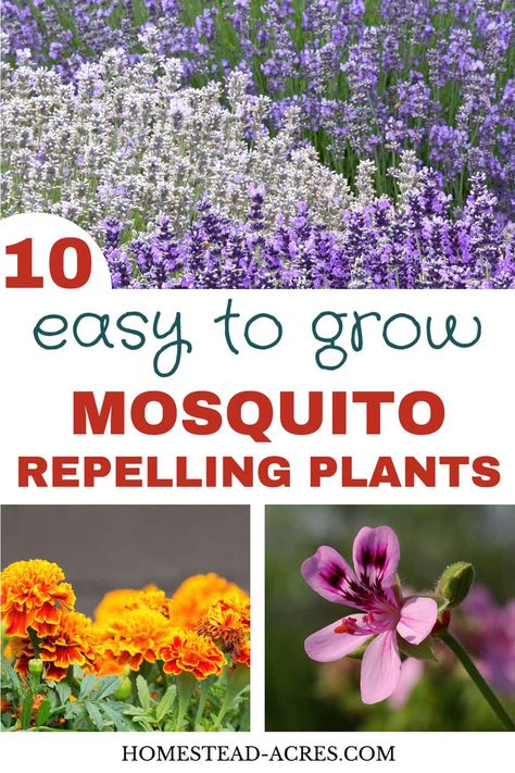 These mosquito repellent plants really work! Mosquitoes used to drive me crazy but adding these plants that repel mosquitoes in my backyard garden and patio helped so much. You’ll love these easy to grow flower and herb ideas for both sunny and shade gardens. #gardening #gardenpests #naturalliving #homesteadacres | homestead-acres.com Backyard Bug Repellent, Mosquito Repellent Plants, Herb Ideas, Insect Repellent Plants, Plants That Repel Mosquitoes, Plants That Repel Bugs, Mosquito Repelling, Mosquito Plants, Repellent Plants