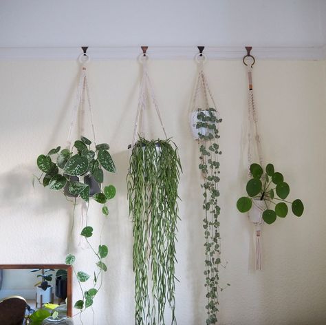 How’s it hanging? Using a picture rail to hang plants – HOUSEPLANTHOUSE Picture Rail Hanging, Wall Hanging Decorations, Indoor Plant Wall, Plant Window, Hanging Plant Wall, Plants Wall, Picture Rail, Picture Hook, Bathroom Plants