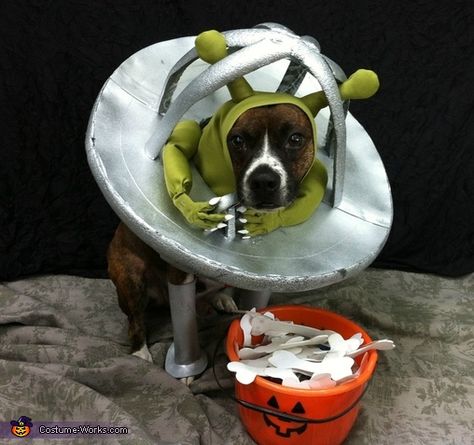 Alien flying his Ship - 2012 Halloween Costume Contest Alien Dog Costume, Costumes For Pets, Diy Pet Costumes, Alien Dog, Animal Halloween Costumes, Great Halloween Costumes, Alien Costume, Diy Kostüm, Pet Halloween Costumes