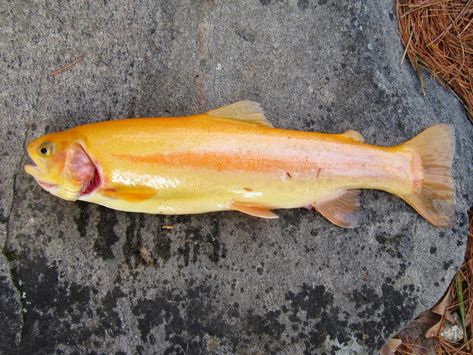 Golden Trout, Rainbow Trout, Fish, Rainbow