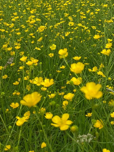 Buttercup Aesthetic Flower, Nature Aesthetic Widget, Buttercup Flower Aesthetic, Buttercups Aesthetic, Widget Nature, Buttercups Flower, Buttercup Aesthetic, Buttercup Field, Flower Field Aesthetic