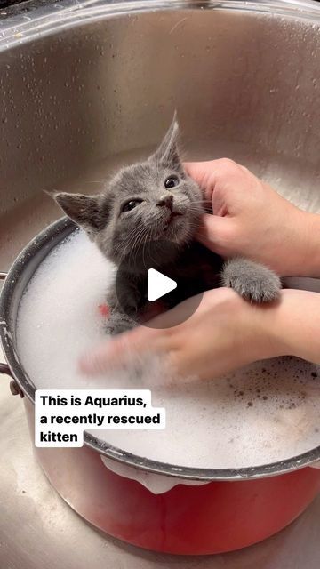 Heidi Wrangles Cats on Instagram: "Bath time with our straggler kitten #7, Aquarius ❤️" How To Give A Cat A Bath, Happy Kittens, Cutest Kittens Ever, Kitten Videos, Happy Kitten, Animals Video, Water Creatures, Cute Kitten Gif, Gorgeous Cats