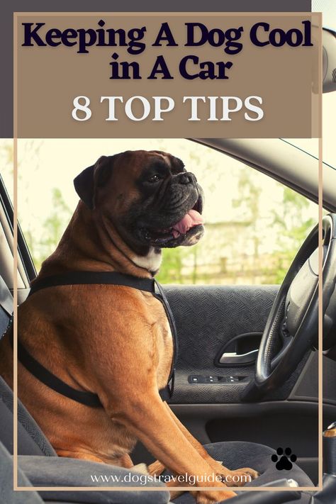 There are many ways on how to keep your dog cool in a car when going on long road trips, and in this article, you will learn 8 top tips that will help keep your dog’s temperature down for a more comfortable ride. As we all know dogs get hot fast in cars, especially in the summer, so it’s always a good idea to find out ways to keep your dog cool before you set off on your journey. Dog Temperature, Road Trip With Dog, Dog Infographic, Puppy Training Schedule, Dogs Tips, Road Trip Car, Dog Tips, Dog Safety, Long Road