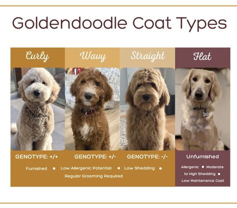 Doodle Tips, Goldendoodle Breeders, Coat Types, Golden Doodles, Goldendoodle Puppies, Doodle Mom, Doodle Puppy, Types Of Coats, Golden Doodle