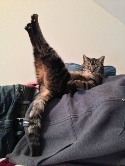 Yoga Cat, Cat Yoga, 웃긴 사진, Cat 2, Yoga Sequences, Funny Cat Pictures, Funny Animal Pictures, 귀여운 동물, Cat Photo