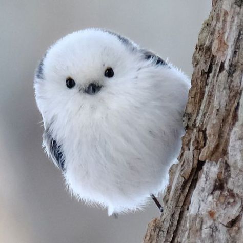 Know about 'Shima enaga', cute-little fluffy bird! Shima Enaga, Bird Watercolor Art, Common Birds, Arthropods, Cold Nights, White Bird, They Live, Watercolor Bird, Cute Birds