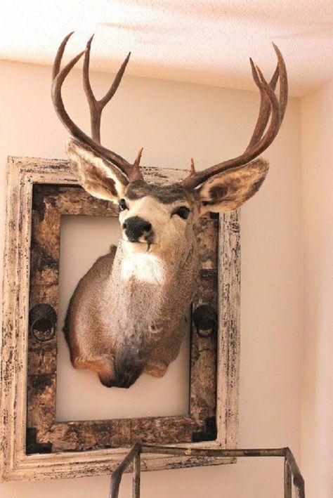 20 Awesome Pieces of Antler Art Deer Mount Ideas, Deer Head Decor, Antler Ideas, Deer Heads, Deer Mounts, Hunting Room, Antler Art, Hunting Decor, Trophy Rooms