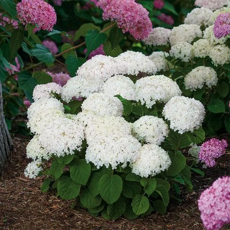 Incrediball Hydrangea, Hardy Hydrangea, Hydrangea Arborescens Annabelle, Annabelle Hydrangea, Hydrangea Shrub, Smooth Hydrangea, Hydrangea Arborescens, Shade Shrubs, Deer Resistant Plants