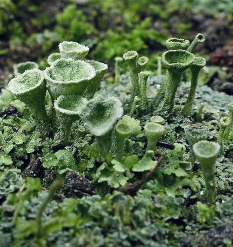 Cladonia Asahinae (Pixie Cup Lichen) & Moss Pixie Cup Lichen, Lichen Photography, Lichen On Trees, Lichen On Rocks, Natural Form Art, Lichen Moss, Slime Mould, Watercolour Inspiration, Mushroom Art