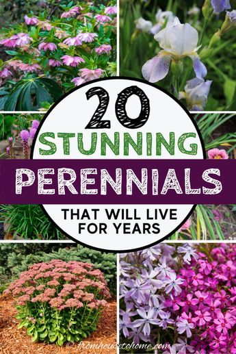 I have major gardening goals. So this list of beautiful perennial plants that live for a long time is coming at the perfect time. With all kinds of flowers, there's options for both full sun and shade gardens. #fromhousetohome #gardeningforbeginners Plants For Full Sun, Full Sun Garden, Perennial Garden Plans, Blooming Perennials, Garden Perennials, Garden Flowers Perennials, Long Blooming Perennials, Garden Remedies, Full Sun Perennials