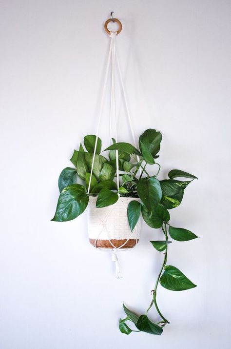 DIY: Plant hanger: Tanaman Indoor, Tanaman Pot, Plant Hanging, نباتات منزلية, Hanging Plants Indoor, Diy Plant Hanger, Best Indoor Plants, Decoration Plante, Houseplants Indoor