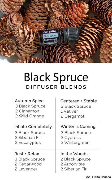 Black Spruce Diffuser Blends, Winter Smells, Black Spruce Essential Oil, Diffuser Scents, Spruce Essential Oil, Doterra Diffuser, Black Spruce, Doterra Diffuser Blends, Canadian Landscape