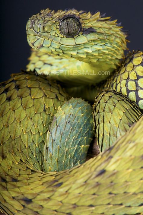 The Spiny bush viper / Atheris hispida is a snake species from Central Africa. These vipers have highly keeled scales and are simply spectacular. Photo by Reptiles4All via Flickr. Spiny Bush Viper, African Bush Viper, Bush Viper, Viper Snake, Poisonous Snakes, Rabbit Cages, Snake Venom, Cute Snake, Beautiful Snakes