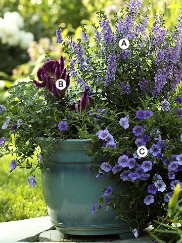 Make your container gardening full of variety and color with our foolproof recipes for flower combinations that look perfect in containers. Fill your pots with lilacs, annuals, perennials, roses and other colorful blooms for a beautiful way to show off your gardening. Licorice Plant, Container Gardening Ideas, Blue Container, Fall Container Gardens, Scented Geranium, Rose Trees, Have Inspiration, Garden Containers, Container Gardens