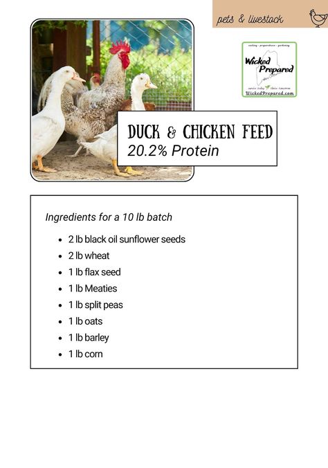 Wicked Prepared, Chicken Feed Diy, Homemade Chicken Feed, Duck Feed, Black Oil Sunflower Seeds, Backyard Chicken Farming, Diy Chicken, Chicken Garden, Chicken Feed