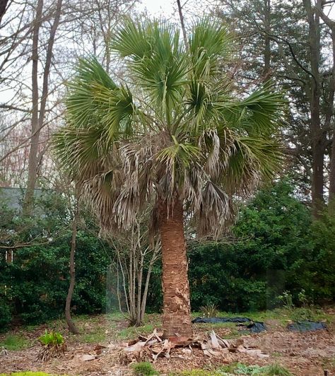 Cabbage Palmetto - Sabal palmetto | North Carolina Extension Gardener Plant Toolbox Sabal Palmetto, Palm House Plants, Palm House, Coastal Plain, Palm Plant, Fragrant Flowers, All About Plants, House Plant, House Plants