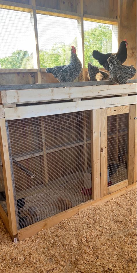 Raised Chicken Brooder, Brooder Under Roost, Pallet Roost For Chickens, Baby Chick Housing, Coop Designs Chicken, Chicken Run And Coop Ideas, Chicken Coop With Storage Area, Hen Houses Diy, Diy Baby Chicken Coop Ideas