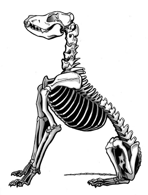 sitting dog Dog Anatomy Tattoo, Dog Sitting Reference, Skeleton Dog Drawing, Skeleton Dog Tattoo, Dog Skeleton Tattoo, Canine Skeleton, Skeleton Pics, Skeleton Drawing, Skeleton Dog