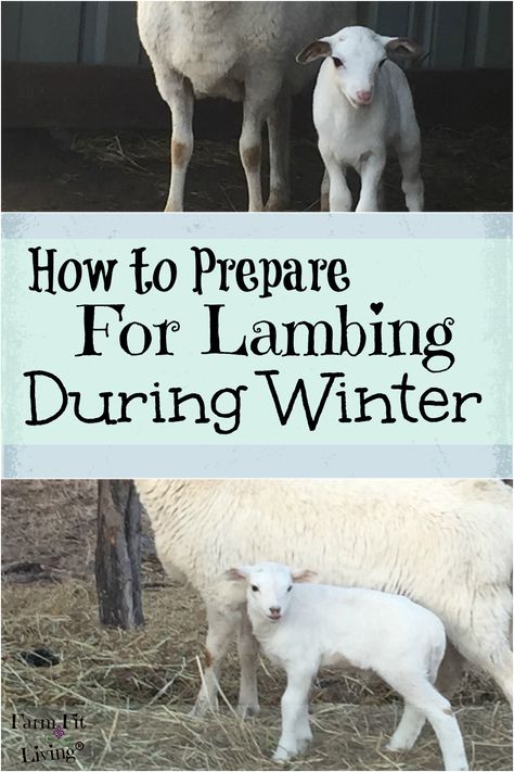 Lamb Raising, Sheep Keeping, Small Barn Ideas, Dairy Sheep, Katahdin Sheep, Raising Sheep, Sheep House, Sheep Farming, Farm Hacks