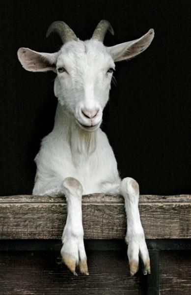 Adorable white goat looking out to the open Goat Art, Cute Goats, A Goat, Goat Farming, Baby Goats, Farm Yard, Animals Friends, Animal Kingdom, Animals Beautiful