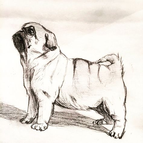 Woof Pug Sketch, Dream Drawings, Pug Drawing, Pug Tattoo, Colorful Hairstyles, Pencil Drawings Of Animals, Animal Drawings Sketches, Pug Art, 얼굴 그리기