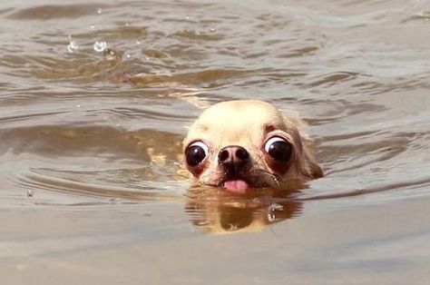 THIS DOG WHO NEEDS TO CALM DOWN ABOUT THIS SWIM… IT’S TOO INTENSE. | 31 Animals That Need To Calm The Heck Down 101 Kiskutya, Psy Chihuahua, Haiwan Peliharaan, Funny Animal Jokes, Memes Humor, Funny Animal Memes, Komik Internet Fenomenleri, Animal Jokes, Funny Animal Pictures