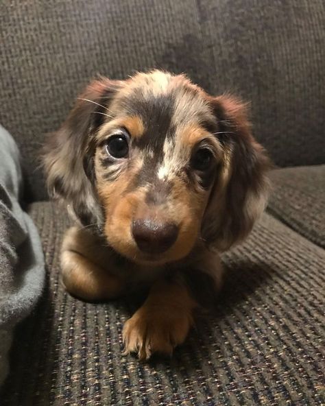 Daschund Aesthetics, Long Hair Dashunds, Sausage Dog Aesthetic, Dachshund Aesthetic, Daschund Puppies, Dapple Dachshund Puppy, Miniature Dachshunds, Wiener Dogs, Sausage Dogs