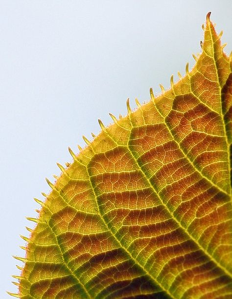 Fractals In Nature, Geometry In Nature, Fractal Geometry, Fractal Patterns, Chihuly, Mellow Yellow, Patterns In Nature, Nature Design, Fractal Art