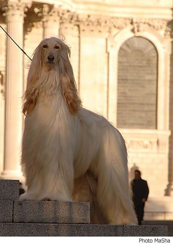 Afghan hound. (I bet it forgets it's a dog all the time.) Photo Animaliere, Afghan Hound, Appaloosa, Hound Dog, Quarter Horse, Dogs Of The World, Dog Gifs, Akita, Beautiful Dogs