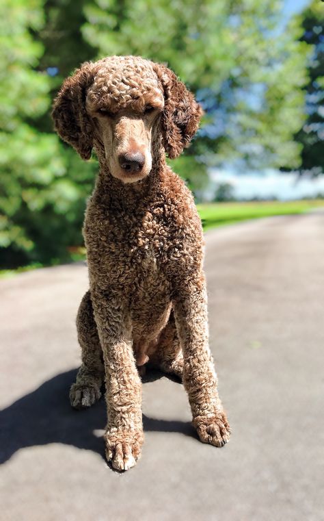 Short Hair Poodle, Standard Poodle Short Haircut, Poodle Short Haircut, Standard Poodle Haircut Styles Short, Poodle Haircut Styles Short, Short Poodle Haircut, Momo Haircut, Doodle Hairstyles, Standard Poodle Haircut Styles